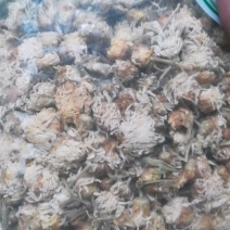 药用菊花