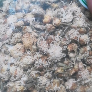 药用菊花