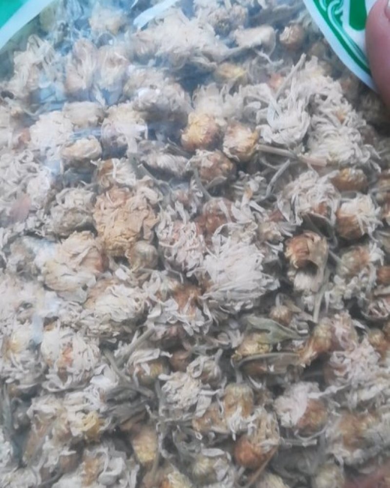 药用菊花