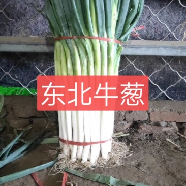 长白大葱