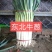 长白大葱