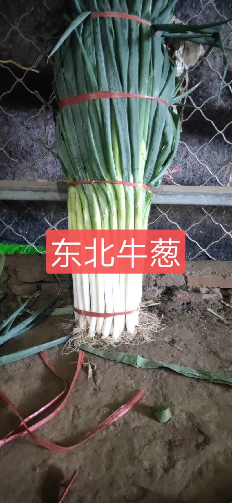 长白大葱