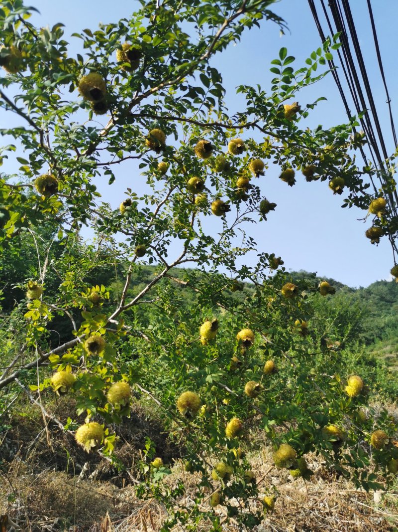 刺梨
