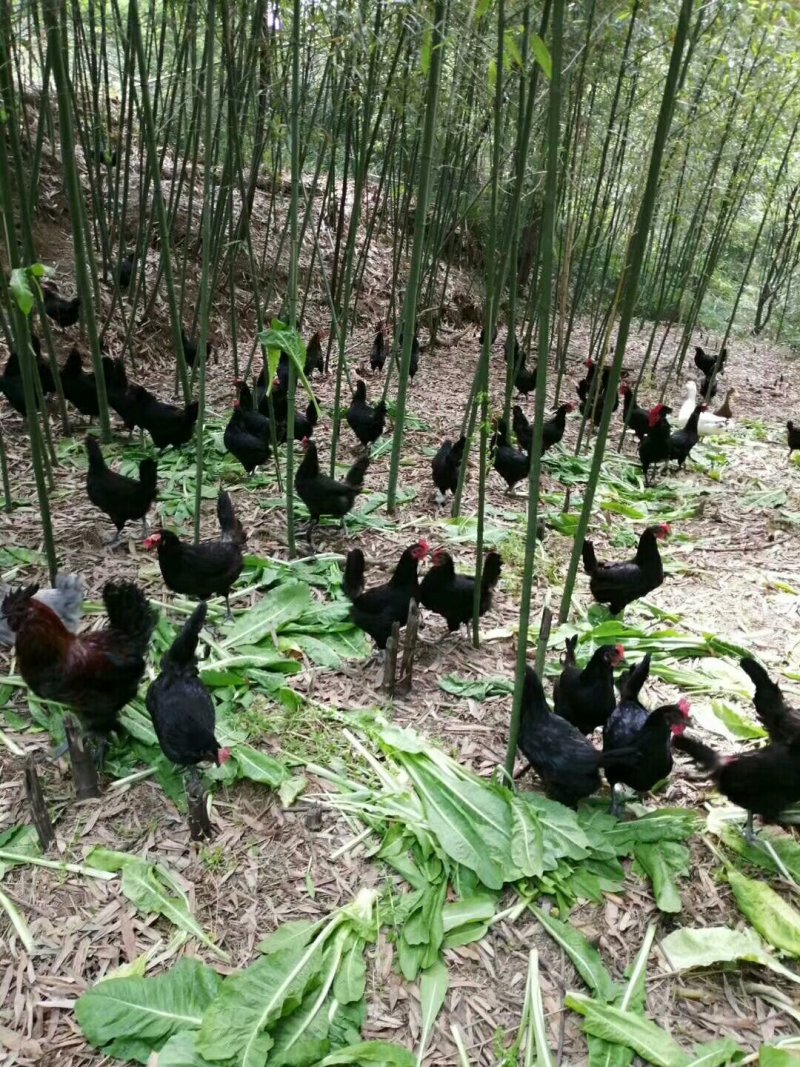 四川土鸡，资格放养土鸡