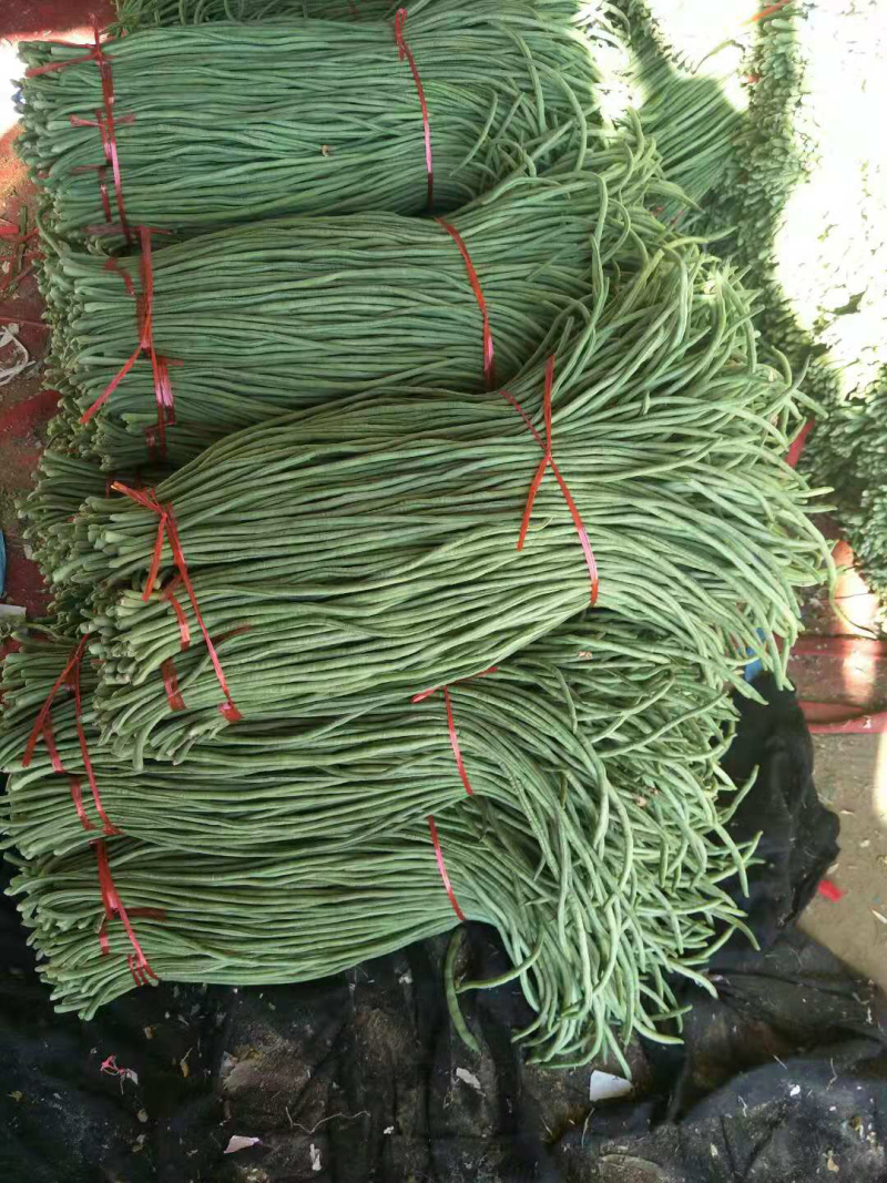 新鲜长豆角豇豆长度60以上品质保证大量供应
