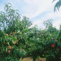 大量永莲蜜桃已成熟欢迎来园批发零售