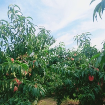 大量永莲蜜桃已成熟欢迎来园批发零售