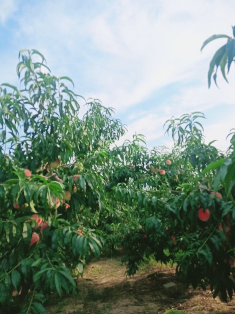 大量永莲蜜桃已成熟欢迎来园批发零售