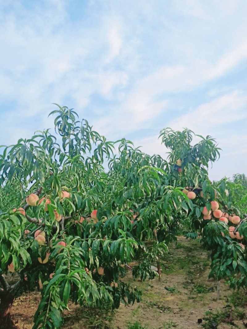 大量永莲蜜桃已成熟欢迎来园批发零售