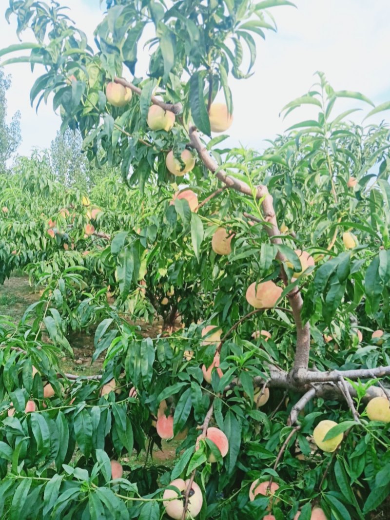 大量永莲蜜桃已成熟欢迎来园批发零售