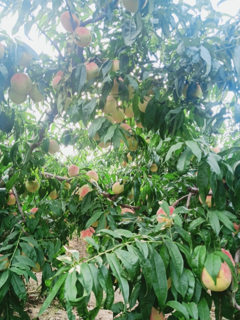 大量永莲蜜桃已成熟欢迎来园批发零售