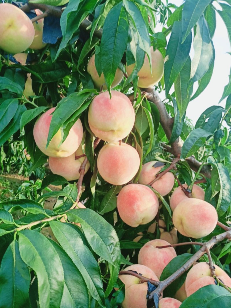 大量永莲蜜桃已成熟欢迎来园批发零售