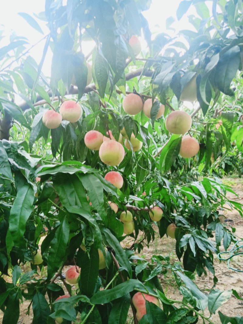 大量永莲蜜桃已成熟欢迎来园批发零售