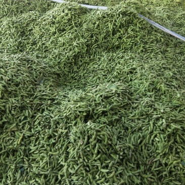 打米豆