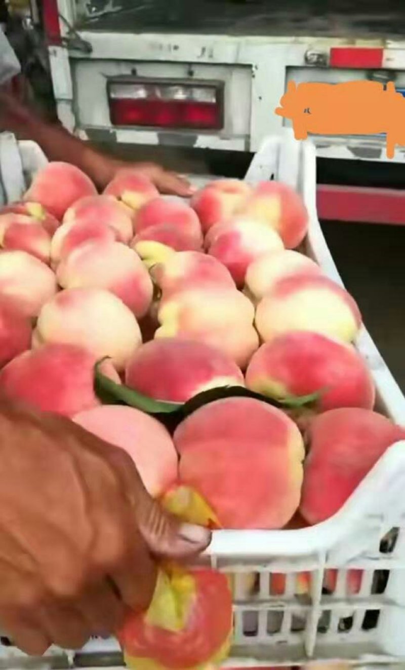 永联密桃
