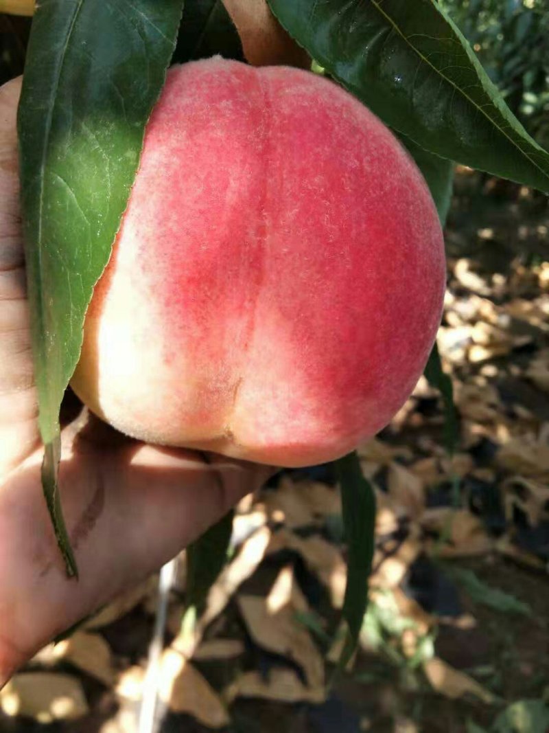 永联密桃