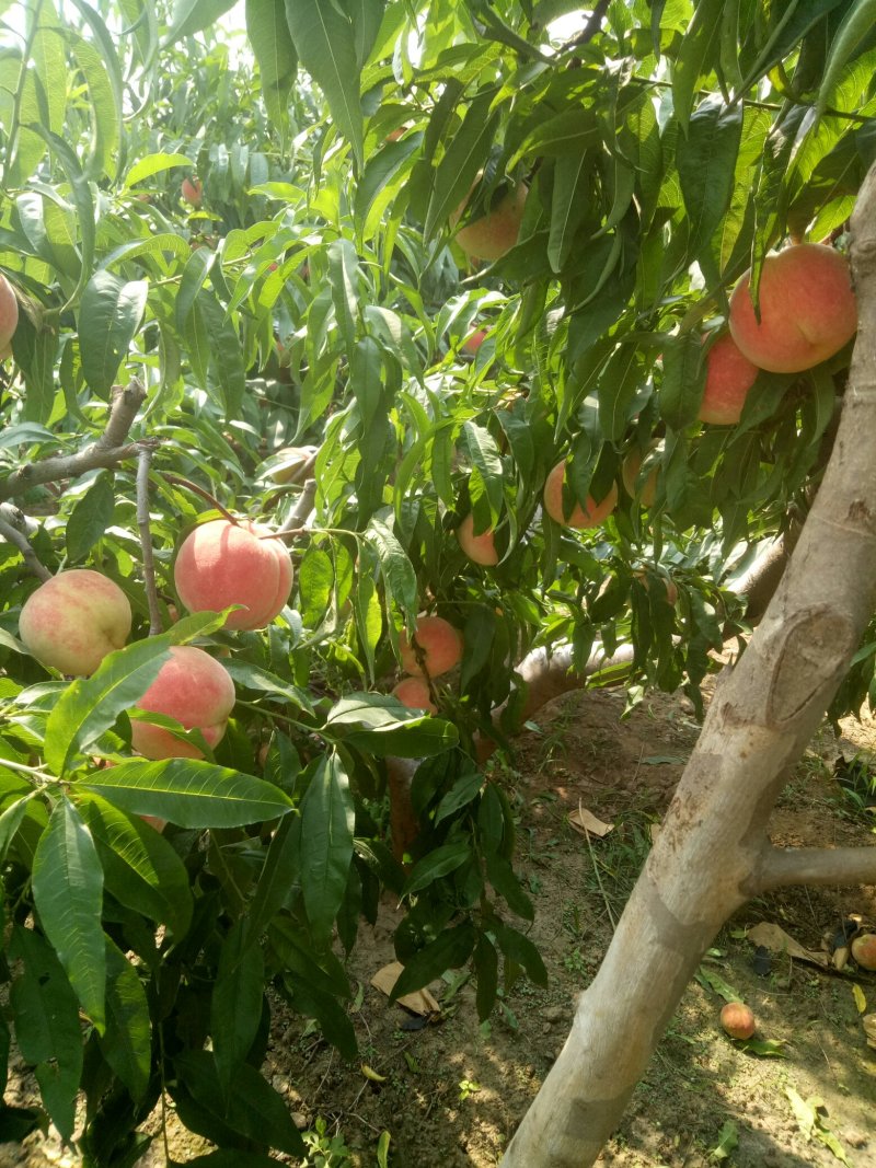 永联密桃