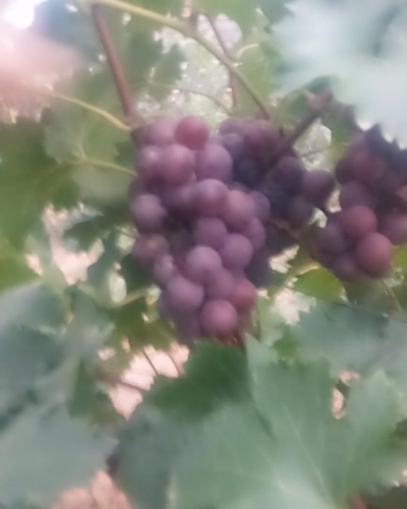 乾陵户太八号葡萄