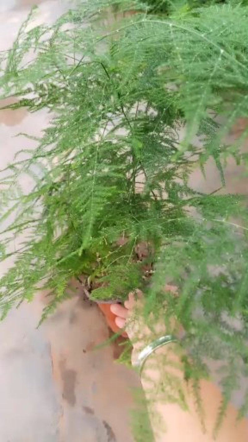 文竹