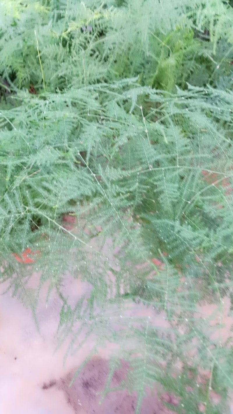 文竹