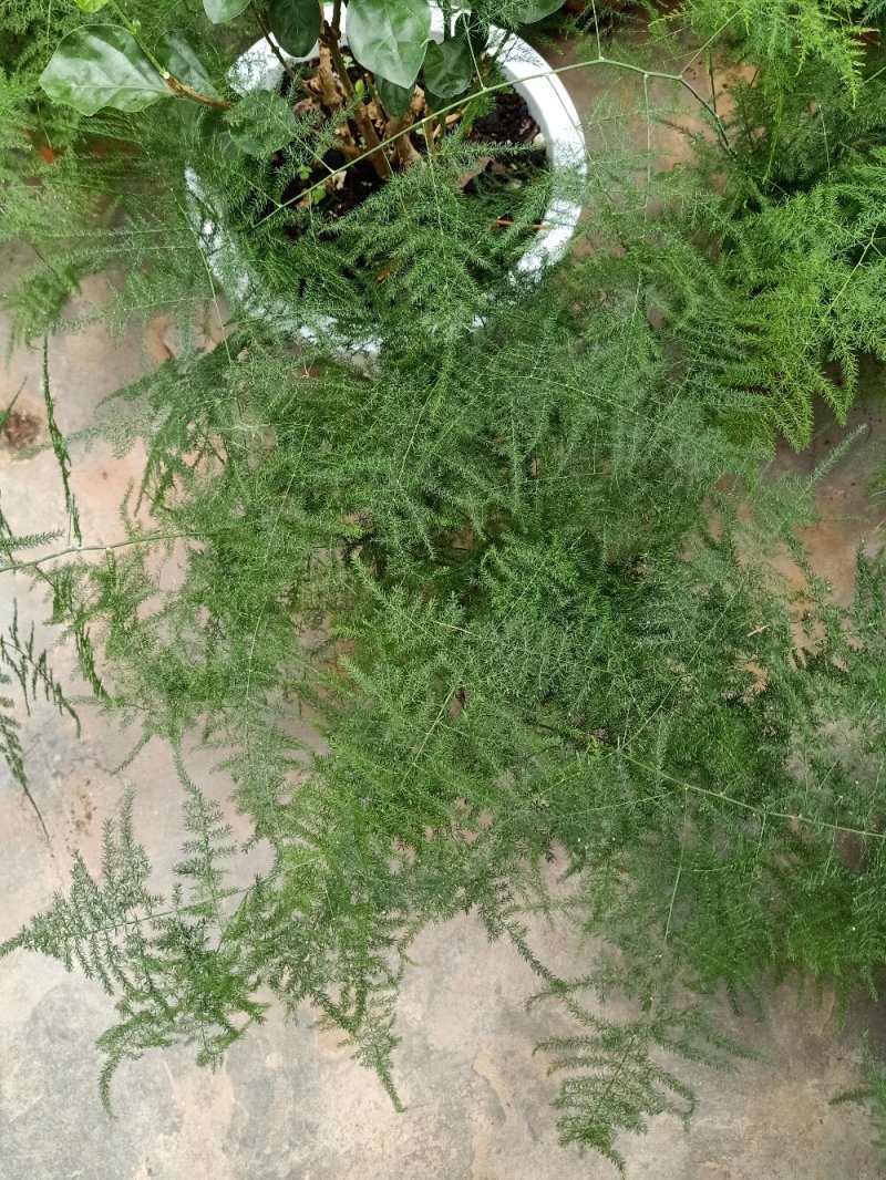 文竹
