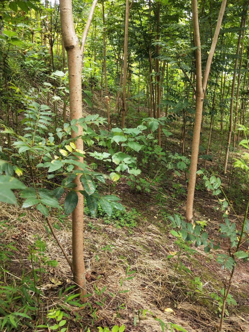 大量出售香椿树米经3公分，5公分的。