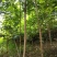 大量出售香椿树米经3公分，5公分的。