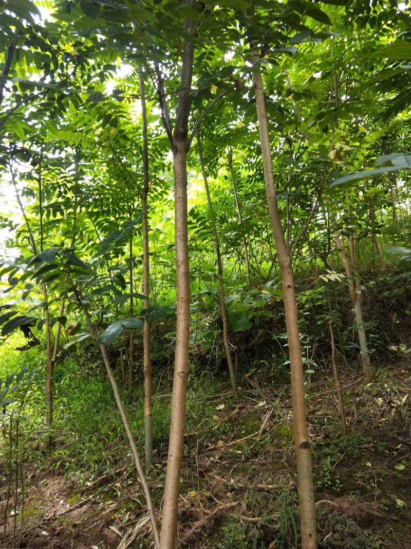 大量出售香椿树米经3公分，5公分的。