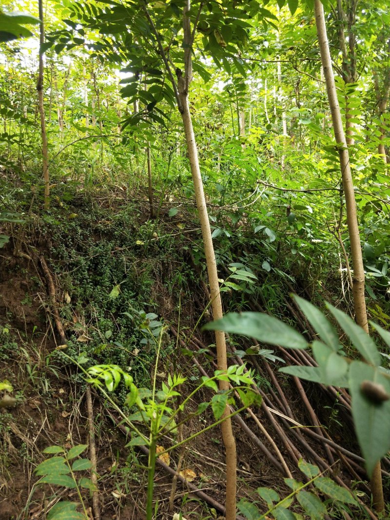 大量出售香椿树米经3公分，5公分的。