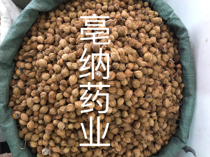 香砂新货过筛无米1公斤起批大货批发