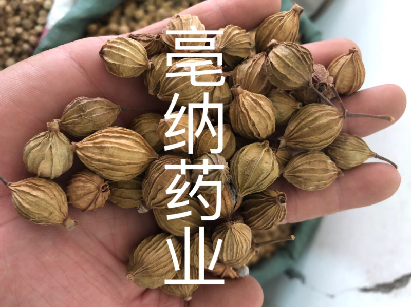 香砂新货过筛无米1公斤起批大货批发