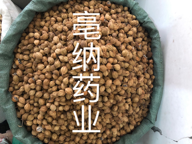香砂新货过筛无米1公斤起批大货批发