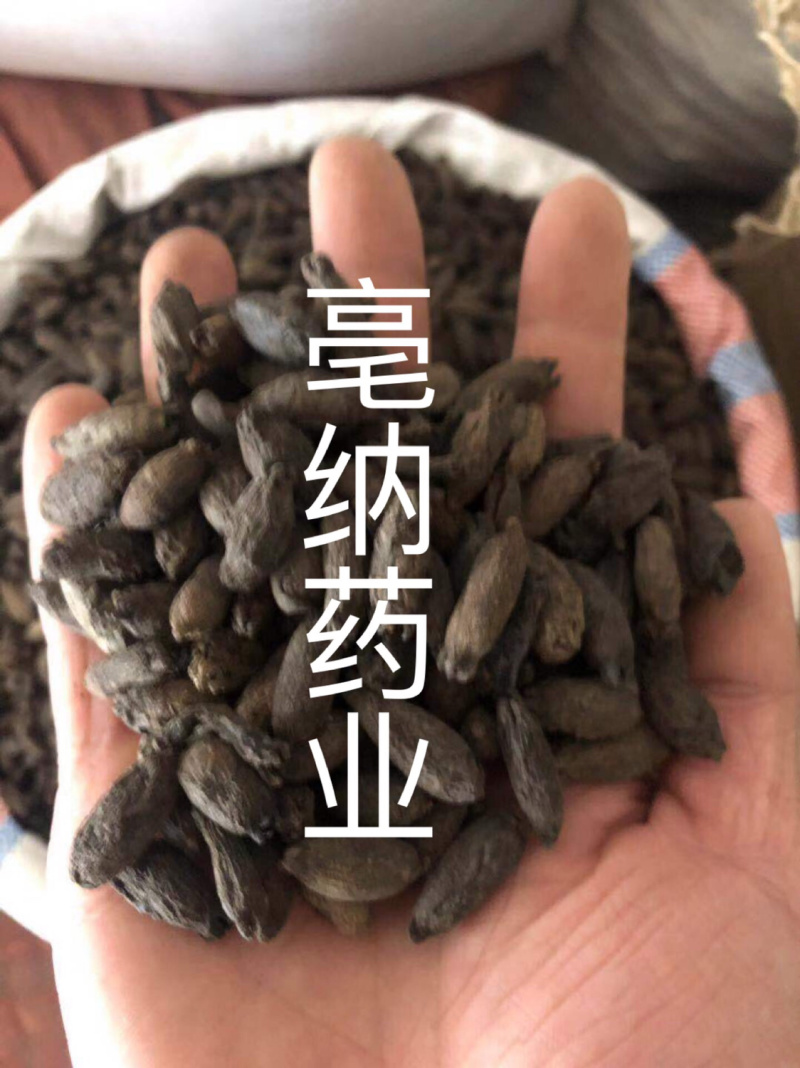 香料大全母丁香好货实物拍摄母丁香大货批发