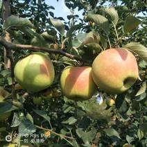 水蜜桃苹果树苗品种介绍哪里有水蜜桃苹果苗