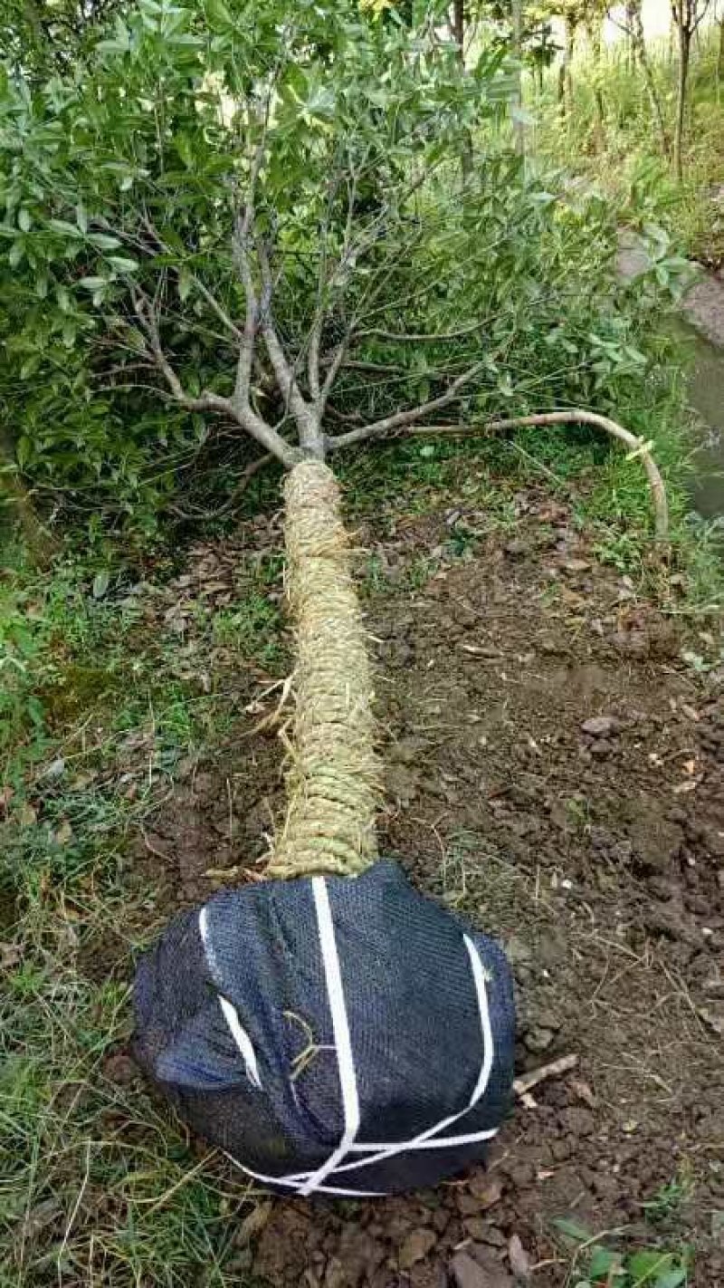 【热销中】占地桂花树，规格齐全，量大价优，保证成活率！