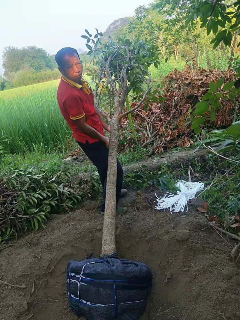 【热销中】占地桂花树，规格齐全，量大价优，保证成活率！