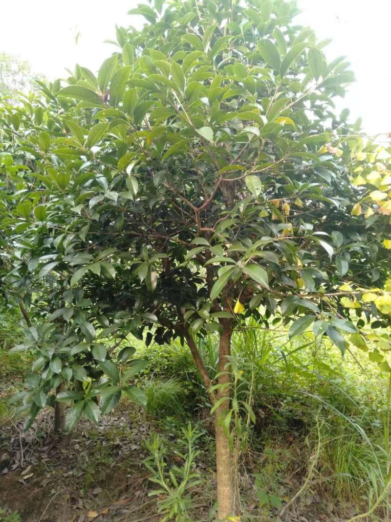 【热销中】占地桂花树，规格齐全，量大价优，保证成活率！