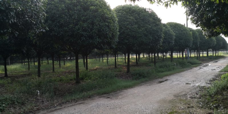 【热销中】占地桂花树，规格齐全，量大价优，保证成活率！