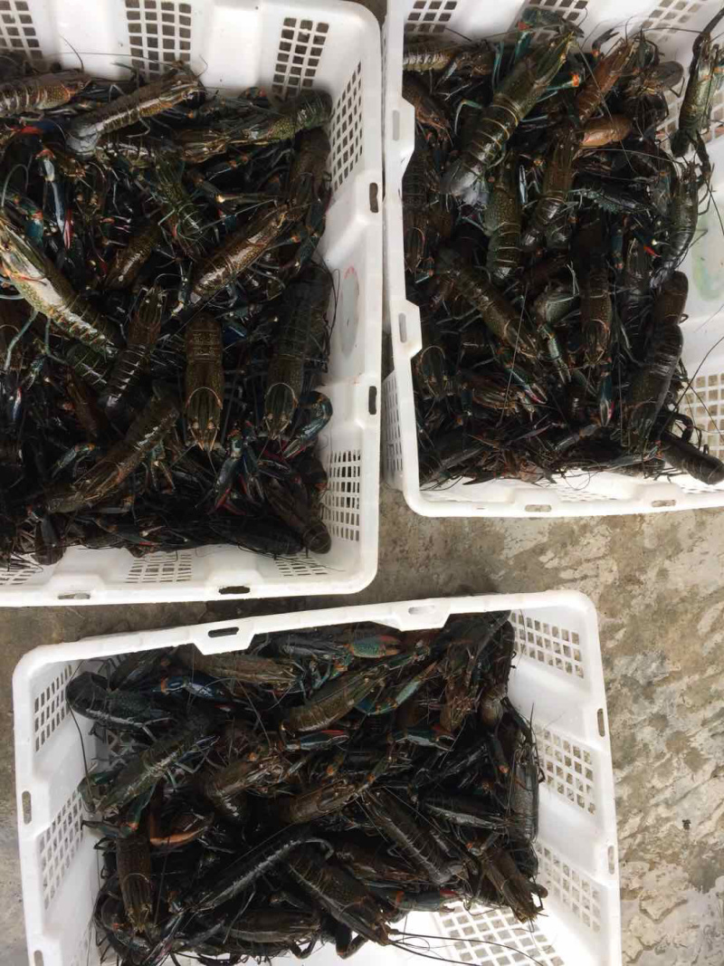 澳洲淡水龙虾苗