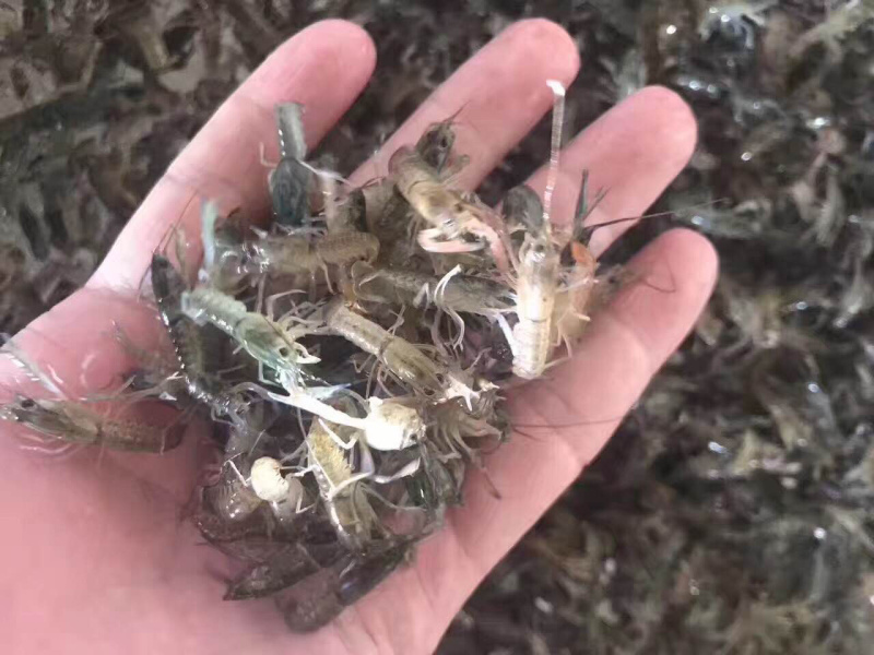 澳洲淡水龙虾苗