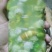 豆虫