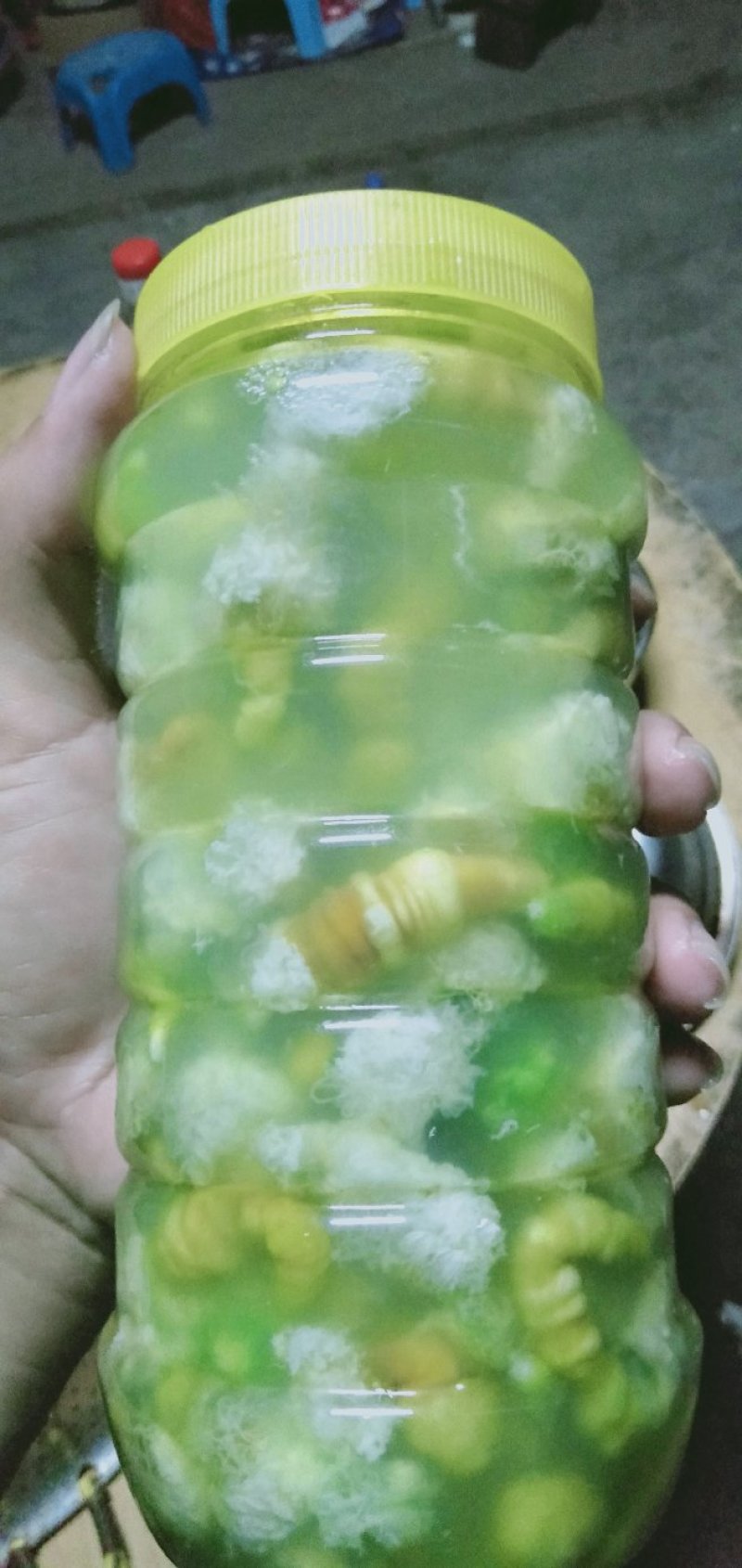 豆虫