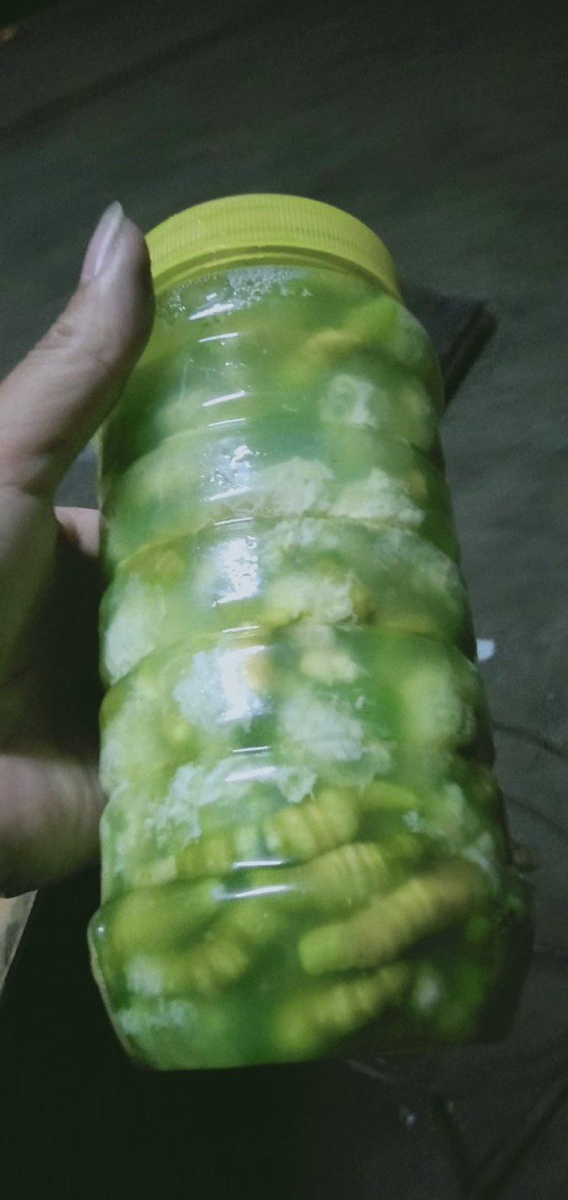 豆虫