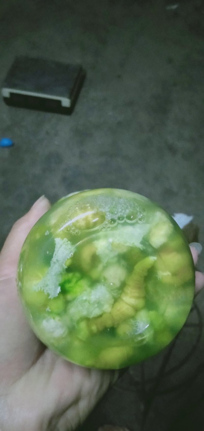 豆虫