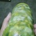 豆虫