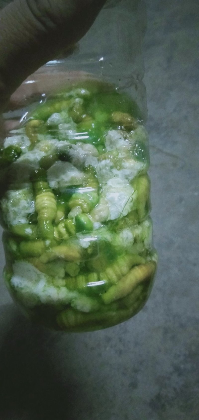 豆虫