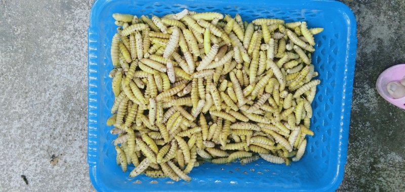 豆虫