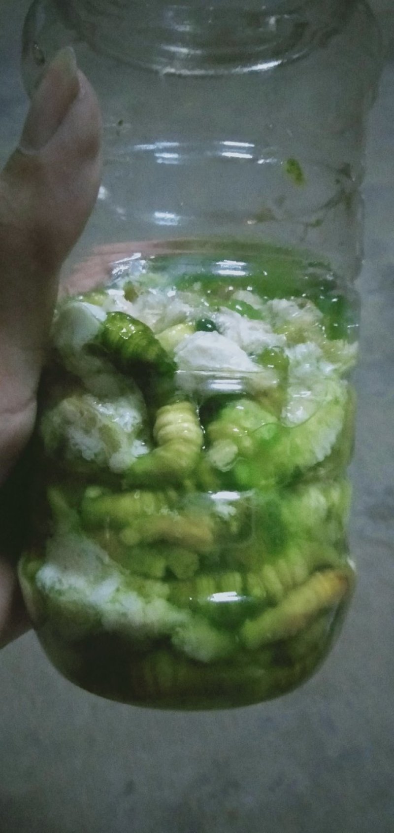 豆虫