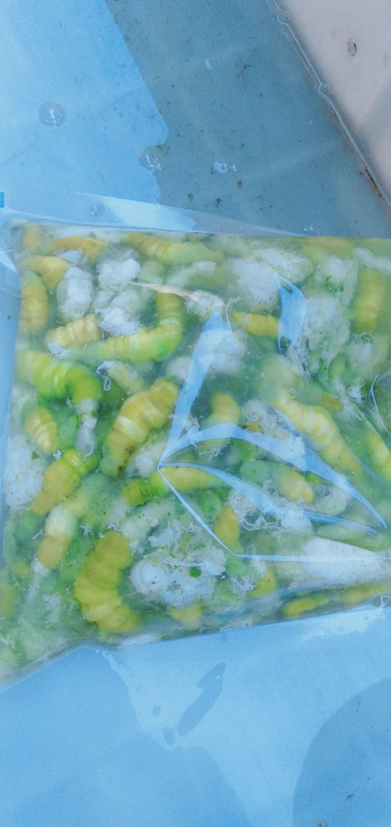 豆虫