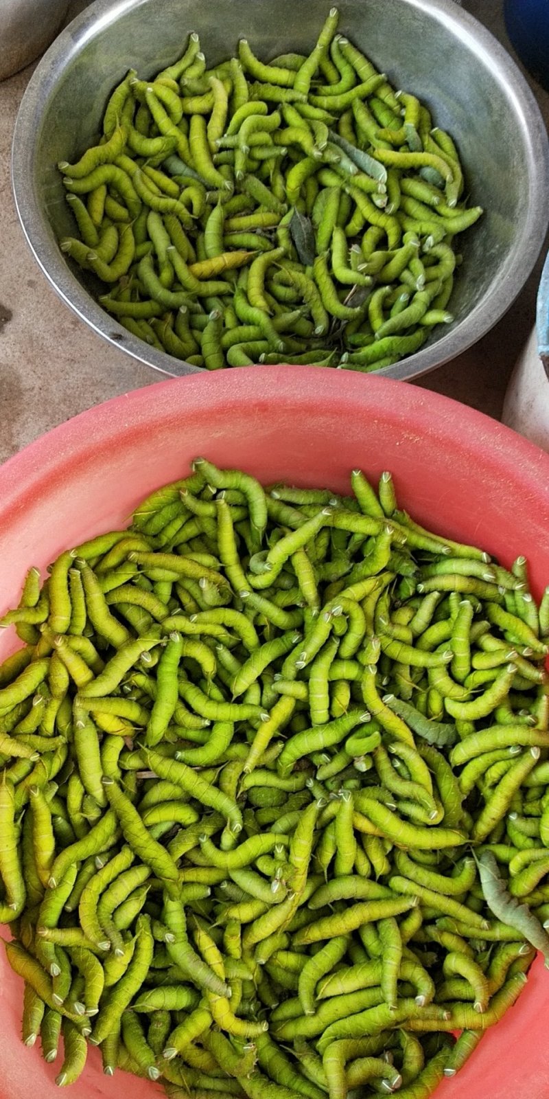 豆虫